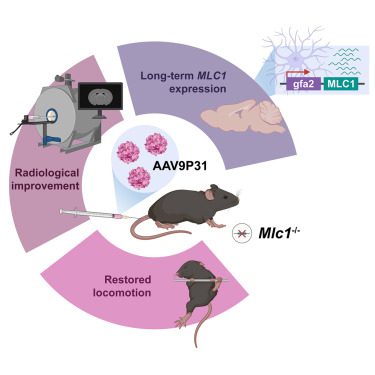 Good News from Gene Therapy Studies!